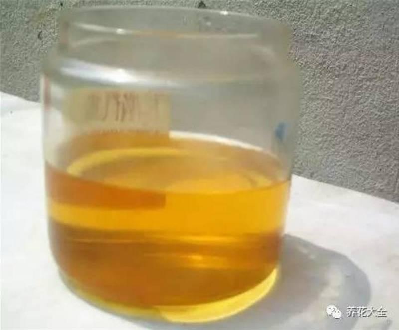 花 盆 裡 面 滴「1 滴 油」，花 1 個 月 就 爆 盆，10 年 不 黃 葉！