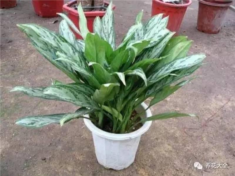 花 盆 裡 面 滴「1 滴 油」，花 1 個 月 就 爆 盆，10 年 不 黃 葉！