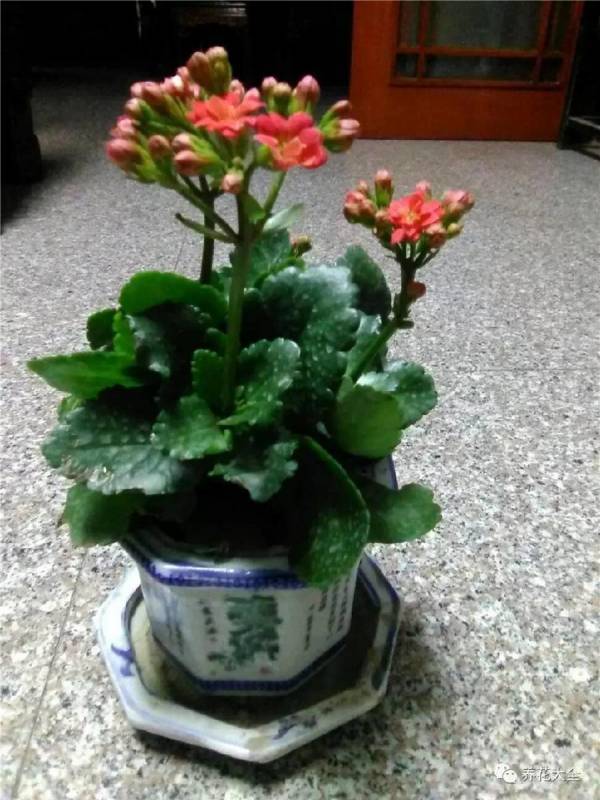 花 盆 裡 面 滴「1 滴 油」，花 1 個 月 就 爆 盆，10 年 不 黃 葉！