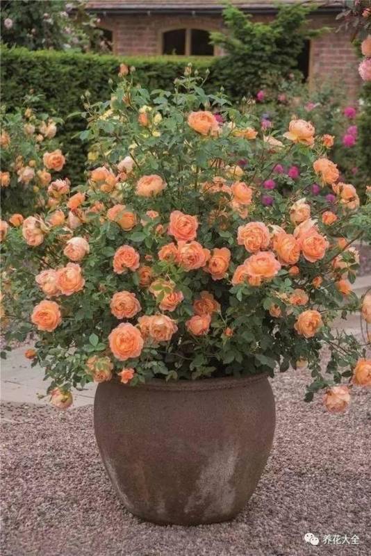 花 盆 裡 面 滴「1 滴 油」，花 1 個 月 就 爆 盆，10 年 不 黃 葉！