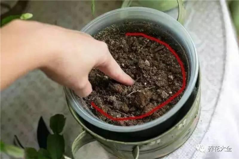 花 盆 裡 面 滴「1 滴 油」，花 1 個 月 就 爆 盆，10 年 不 黃 葉！