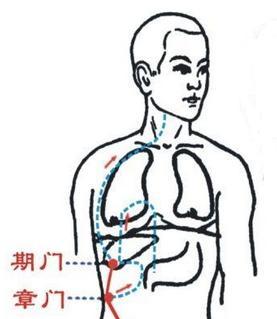 【每日一穴：期門穴】
