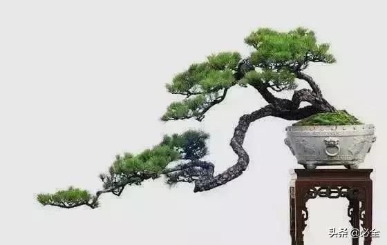 盆景中常見的結頂方式有哪些呢？
