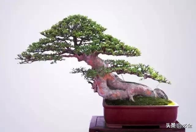 盆景中常見的結頂方式有哪些呢？
