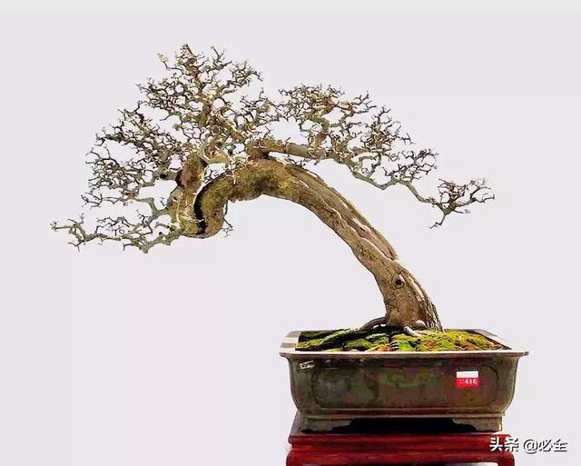 盆景中常見的結頂方式有哪些呢？