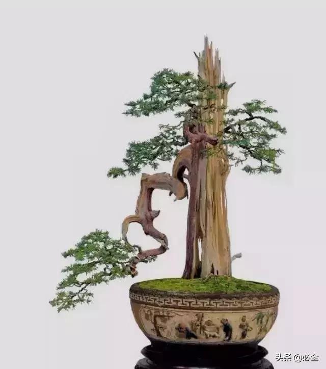盆景中常見的結頂方式有哪些呢？