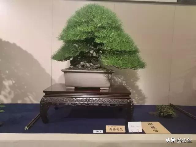 盆景中常見的結頂方式有哪些呢？