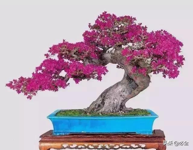盆景中常見的結頂方式有哪些呢？