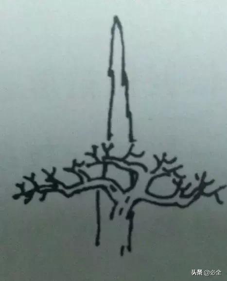 盆景中常見的結頂方式有哪些呢？