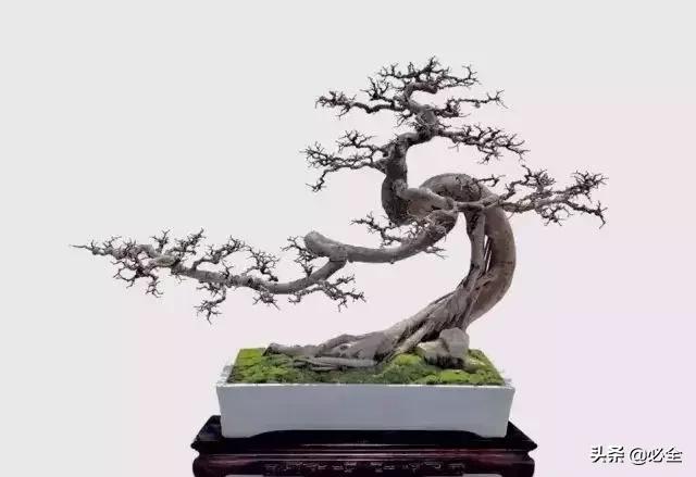 盆景中常見的結頂方式有哪些呢？