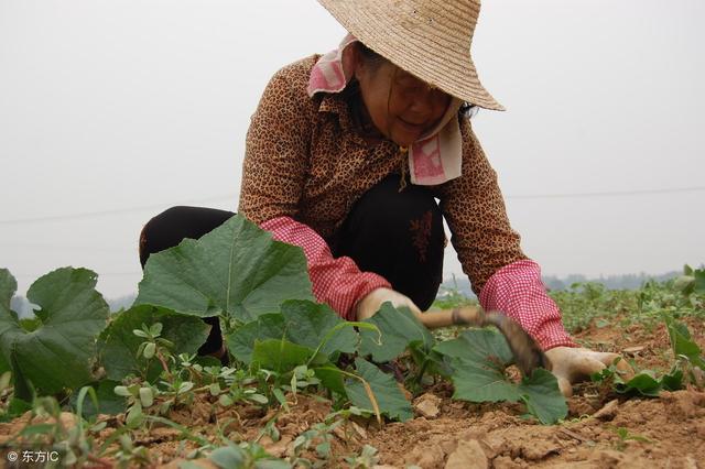 婆婆做夢都想抱孫子，產房外她看一眼孩子，月子裡我眼淚都流乾了