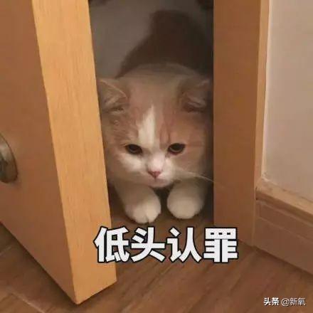 被向太拖進豪門的郭碧婷因800萬鑽戒被酸了？向佐回復甜炸了！