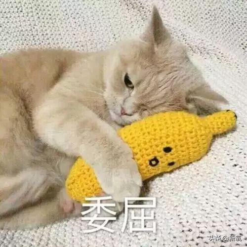被向太拖進豪門的郭碧婷因800萬鑽戒被酸了？向佐回復甜炸了！