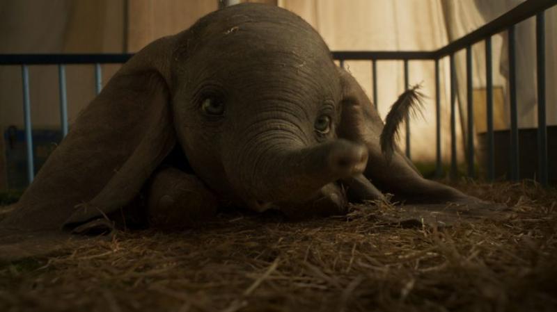 【童話里都是騙人的…】《Dumbo》原型是個悲慘故事！被馬戲團灌酒，最後還被火車撞死！