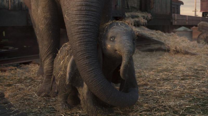 【童話里都是騙人的…】《Dumbo》原型是個悲慘故事！被馬戲團灌酒，最後還被火車撞死！
