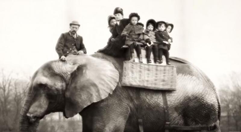 【童話里都是騙人的…】《Dumbo》原型是個悲慘故事！被馬戲團灌酒，最後還被火車撞死！