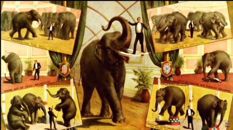 【童話里都是騙人的…】《Dumbo》原型是個悲慘故事！被馬戲團灌酒，最後還被火車撞死！
