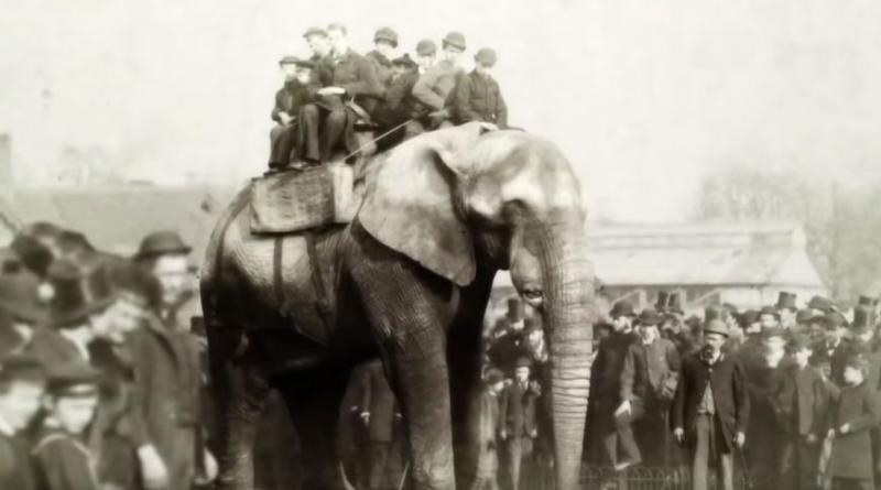 【童話里都是騙人的…】《Dumbo》原型是個悲慘故事！被馬戲團灌酒，最後還被火車撞死！