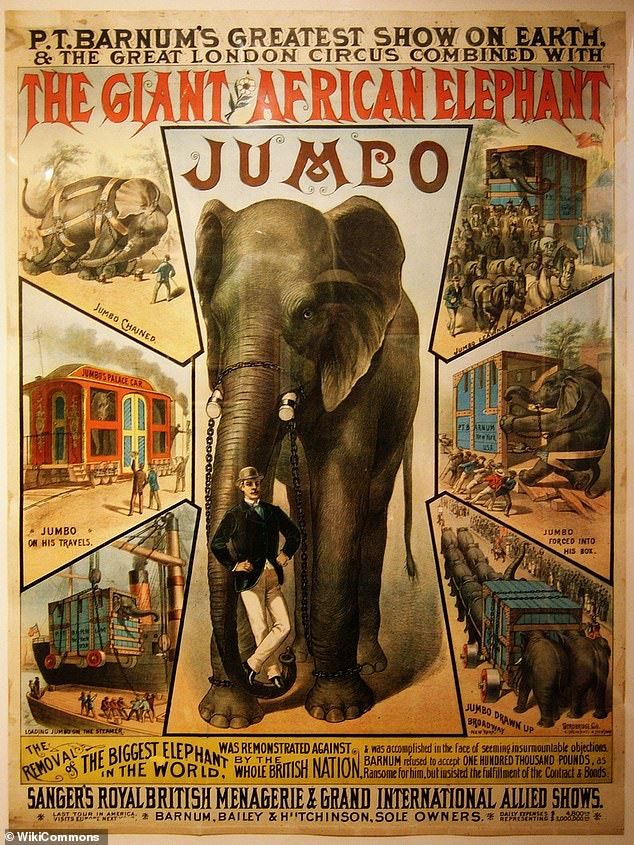 【童話里都是騙人的…】《Dumbo》原型是個悲慘故事！被馬戲團灌酒，最後還被火車撞死！
