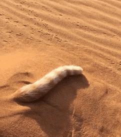 尾巴才是本體？貓咪與尾巴關係曝光，讓你輕易抓住貓咪的心！