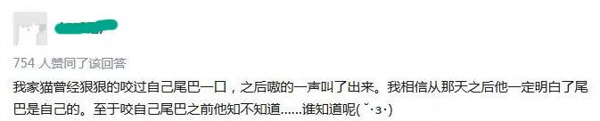 尾巴才是本體？貓咪與尾巴關係曝光，讓你輕易抓住貓咪的心！