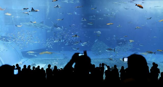 去日本，你一定要知道的，10個令人讚不絕口的水族館