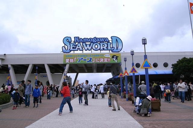 去日本，你一定要知道的，10個令人讚不絕口的水族館