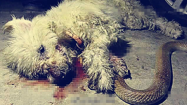 看門狗跟眼鏡王蛇同歸於盡，緊咬大蛇死了也不鬆口，主人抱狗痛哭