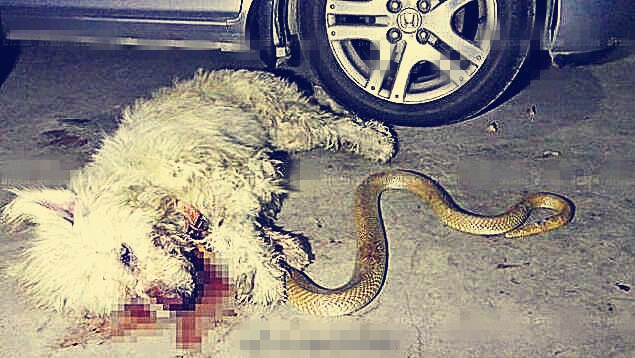看門狗跟眼鏡王蛇同歸於盡，緊咬大蛇死了也不鬆口，主人抱狗痛哭