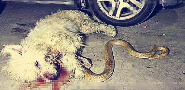 看門狗跟眼鏡王蛇同歸於盡，緊咬大蛇死了也不鬆口，主人抱狗痛哭
