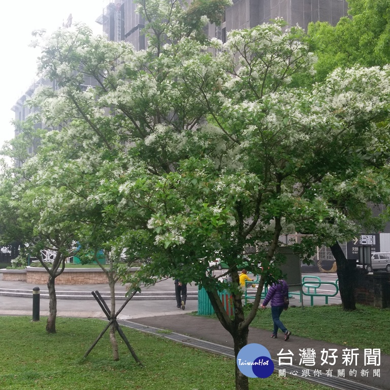 浪漫四月雪　大溪流蘇盛開