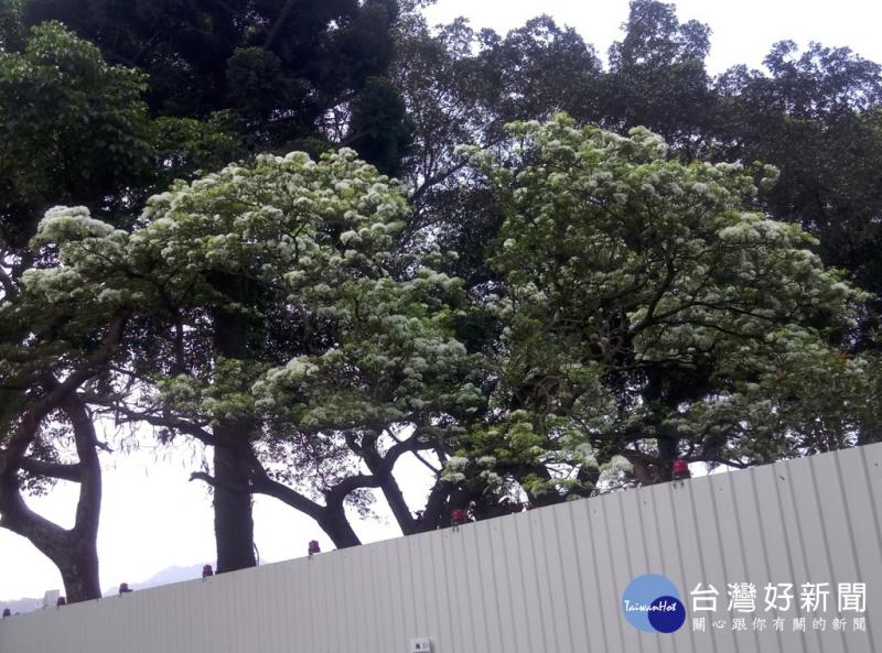 浪漫四月雪　大溪流蘇盛開
