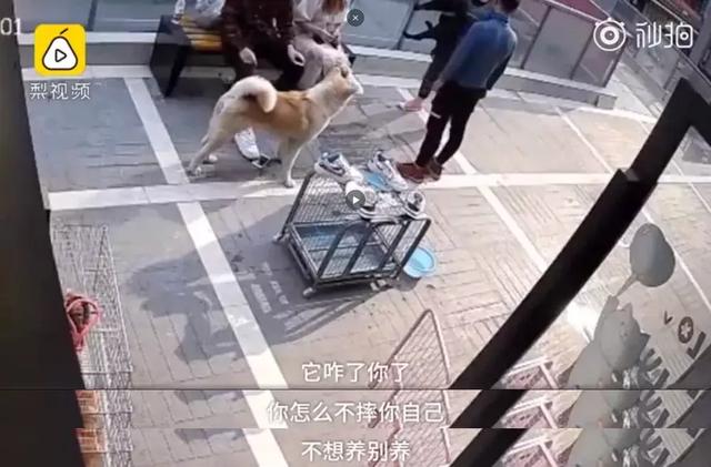 只因和女友吵架，他就將自家狗摔至骨折