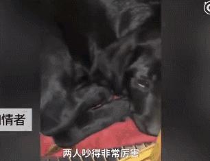 只因和女友吵架，他就將自家狗摔至骨折
