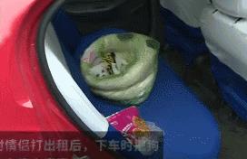 只因和女友吵架，他就將自家狗摔至骨折