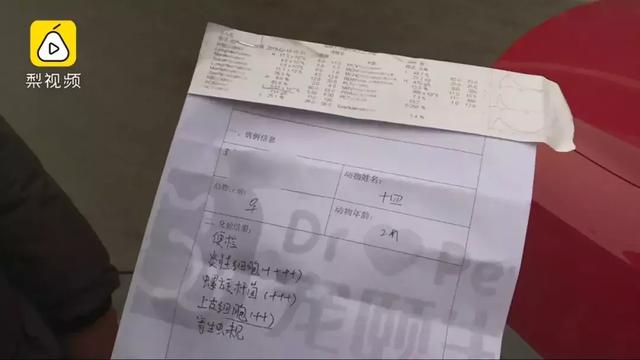 只因和女友吵架，他就將自家狗摔至骨折