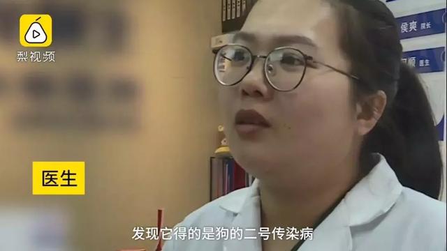 只因和女友吵架，他就將自家狗摔至骨折
