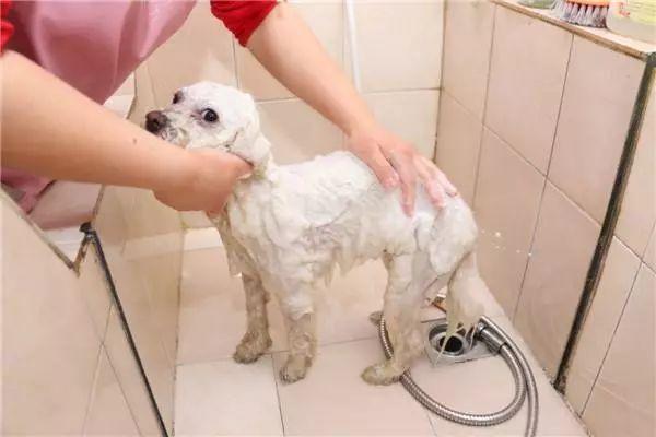 狗狗發情令主人擔憂，學會照顧經期母犬，三點生理常識更有效
