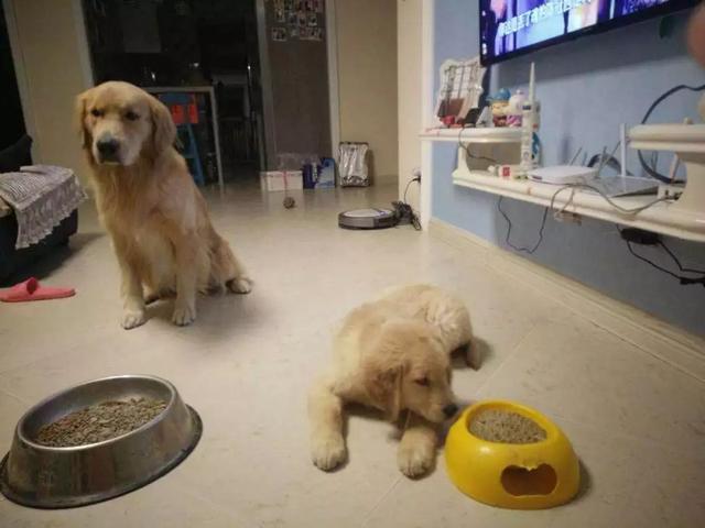 狗狗發情令主人擔憂，學會照顧經期母犬，三點生理常識更有效