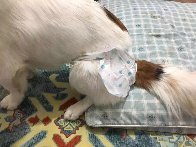 狗狗發情令主人擔憂，學會照顧經期母犬，三點生理常識更有效