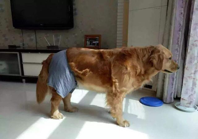 狗狗發情令主人擔憂，學會照顧經期母犬，三點生理常識更有效