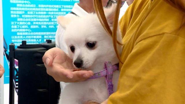 鏟屎官為省錢給患病寵物喂人類藥物，但除三種藥外，其他均有風險