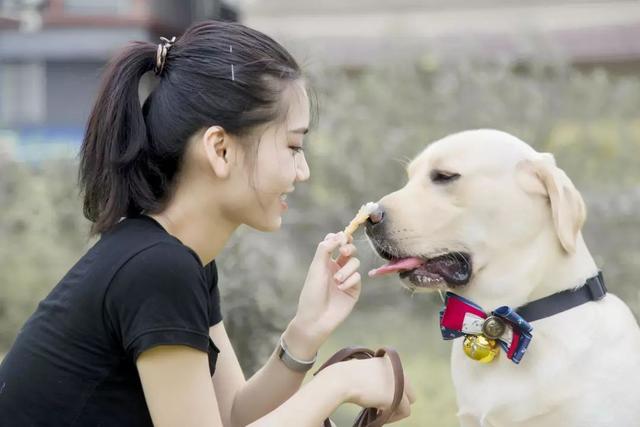 狗狗並不會覺得自己是人，它只是把鏟屎官當成了家人