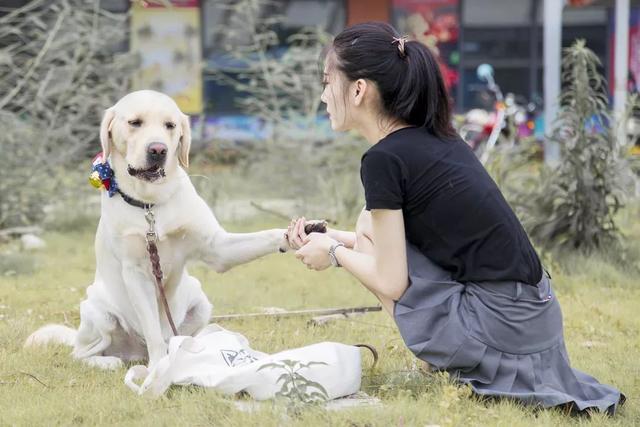狗狗並不會覺得自己是人，它只是把鏟屎官當成了家人