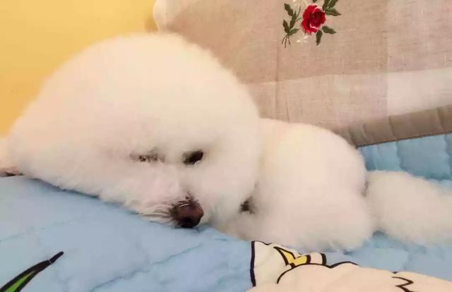 狗狗並不會覺得自己是人，它只是把鏟屎官當成了家人