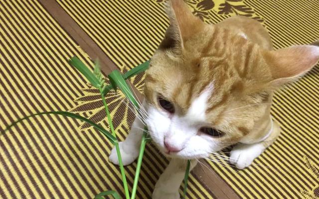 貓咪並不會尋藥解毒，之所以中毒後去吃草，只是為了催吐