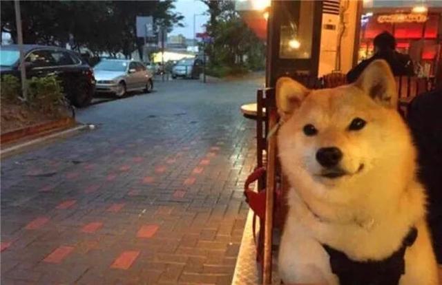 柴犬為娶妻主動擔任店員，幫著鏟屎官賣紅薯，三年後仍是單身