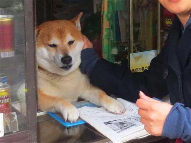 柴犬為娶妻主動擔任店員，幫著鏟屎官賣紅薯，三年後仍是單身