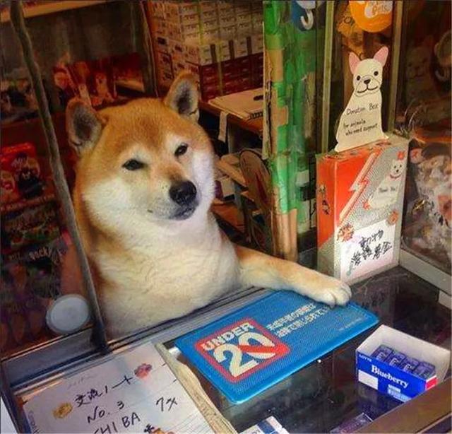 柴犬為娶妻主動擔任店員，幫著鏟屎官賣紅薯，三年後仍是單身