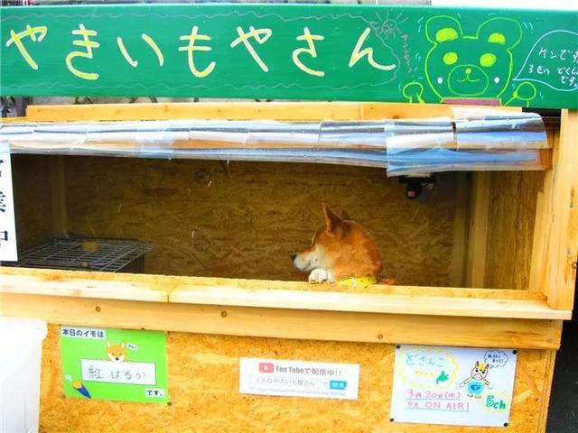 柴犬為娶妻主動擔任店員，幫著鏟屎官賣紅薯，三年後仍是單身